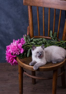 Evcil hayvan. Sevimli kedicik Britanya ile ilgili stenografi leylak.