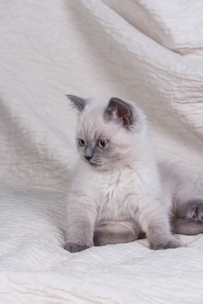 Mascotas. Lindo pequeño británico taquigrafía lila gatito . — Foto de Stock