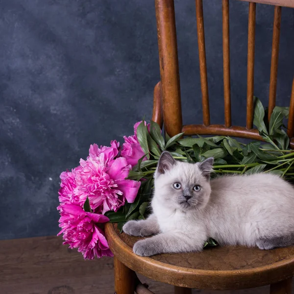 Evcil hayvan. Sevimli kedicik Britanya ile ilgili stenografi leylak.