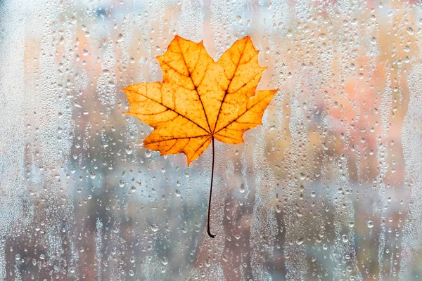Feuilles d'automne pour verre pluvieux. concept de saison automnale. feuilles d'érable orange sous la pluie . — Photo