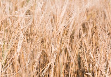 Yaz sıcak güneşin altında olgun kulakları Rye Rye alan