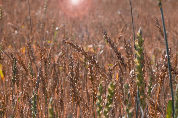 Paisaje foto del campo de trigo con tela de araña . —  Fotos de Stock