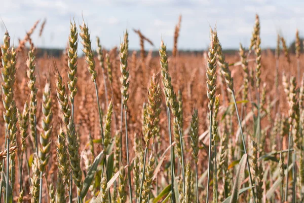 Пейзажна фотографія пшеничної області десь в Росії. — стокове фото