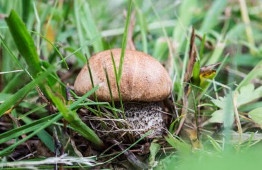 Ormandaki mantar. Mantarlar ormanda yetişir..