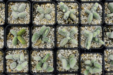 Kaktüs güzel bitki yaz asgari stil