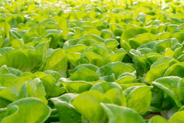 Taze organik yeşil meşe marulu sebze çiftliği.