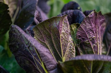 Taze organik yeşil meşe marulu sebze çiftliği.
