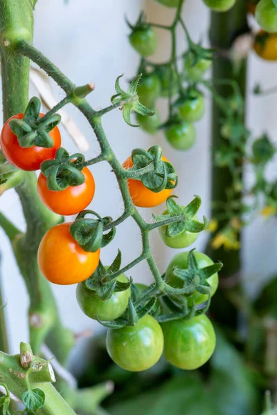 Fresh lot of tomato hanging  plants growing in greenhouse