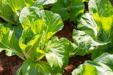 Taze organik yeşil meşe marulu sebze çiftliği.