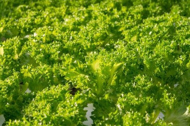 Taze organik yeşil meşe marulu sebze çiftliği.