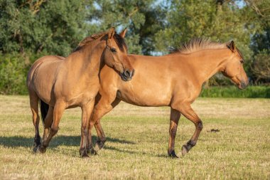 Fransız kırsalında baharda çayırdaki atlar