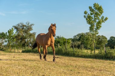 Fransız kırsalında baharda çayırdaki atlar