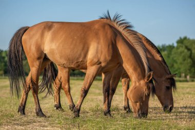 Fransız kırsalında baharda çayırdaki atlar