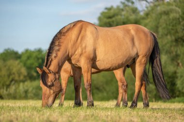 Fransız kırsalında baharda çayırdaki atlar