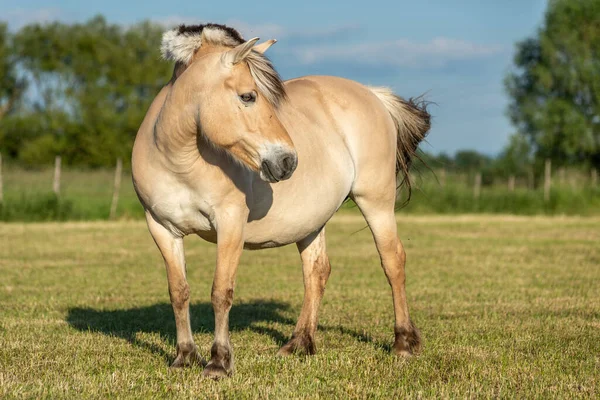 Лошади Пастбище Французской Сельской Местности Весной — стоковое фото