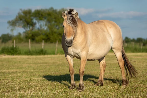 Pferd Auf Einer Weide Der Französischen Landschaft Frühling — Stockfoto