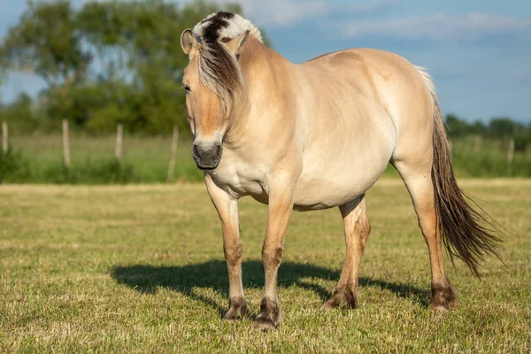 Paard Een Weiland Het Franse Platteland Het Voorjaar — Stockfoto