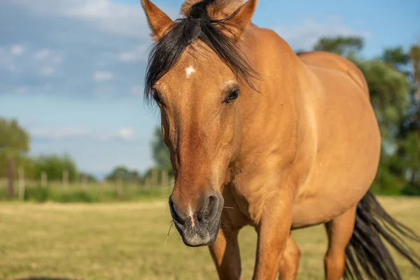 Horse Pasture French Countryside Spring — Stock Photo, Image