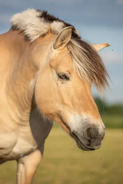 春にフランスの田舎の牧草地で馬 — ストック写真