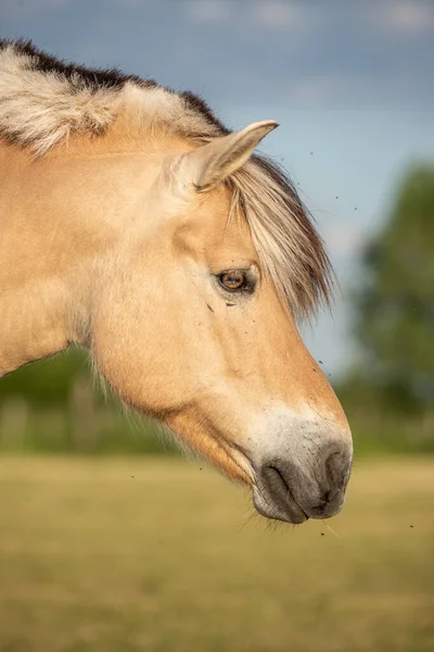 Cavalo Pasto Campo Francês Primavera — Fotografia de Stock