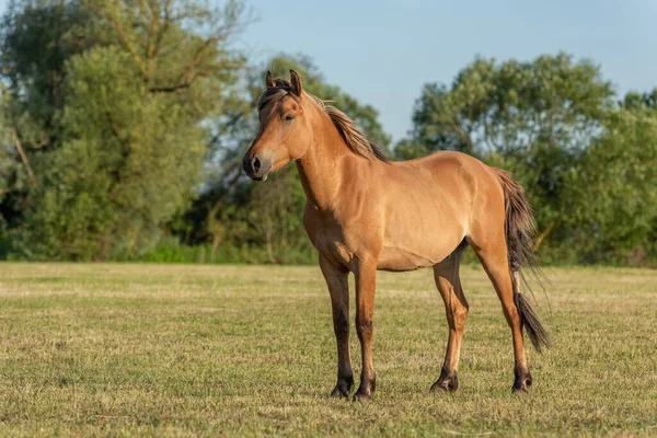 Kůň Pastvině Francouzském Venkově Jaře — Stock fotografie