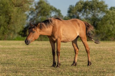 Fransız kırsalında baharda çayırdaki atlar