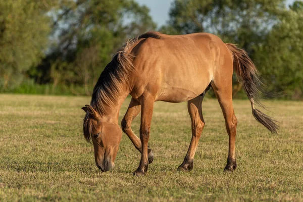 Paarden Een Weiland Het Franse Platteland Het Voorjaar — Stockfoto