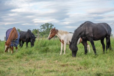 Fransız kırsalında baharda çayırdaki atlar