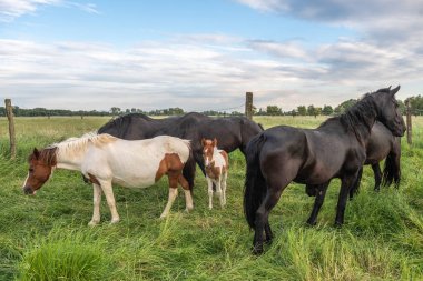 Fransız kırsalında baharda çayırdaki atlar