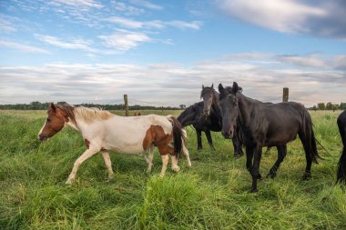 Fransız kırsalında baharda çayırdaki atlar