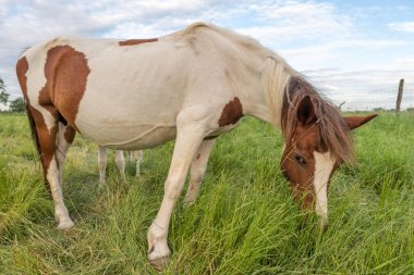 Fransız kırsalında baharda çayırdaki atlar
