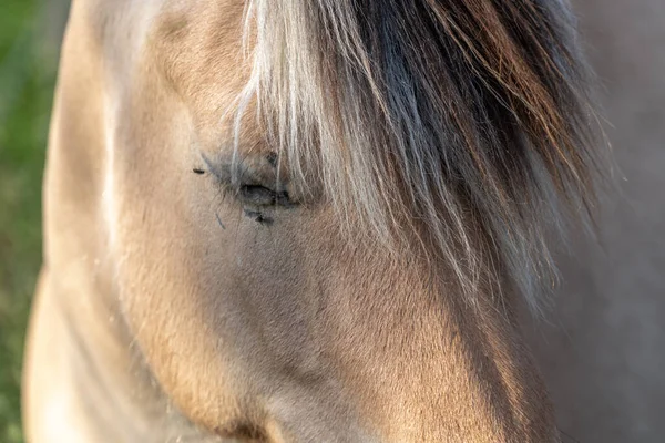 Portrét Koně Pastvině Francouzské Krajině Jaře — Stock fotografie