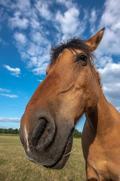 Horse Portrait Pasture French Countryside Spring Stock Photo