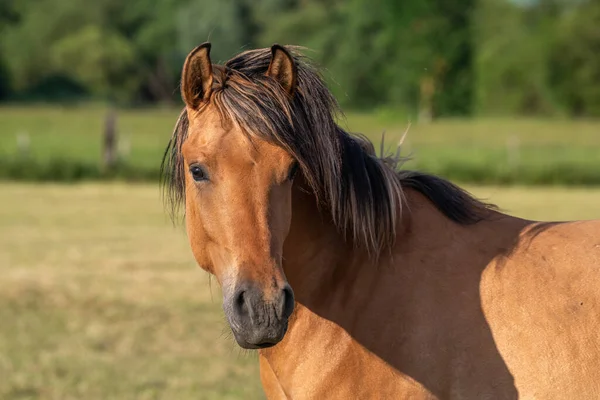 春にフランスの田舎の牧草地で馬の肖像画 — ストック写真