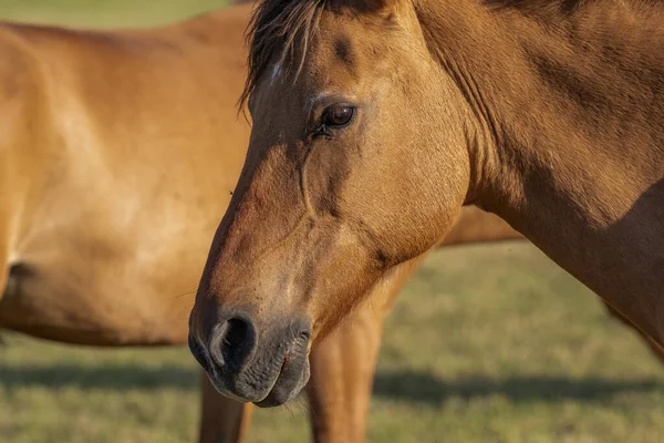 春にフランスの田舎の牧草地に馬 — ストック写真
