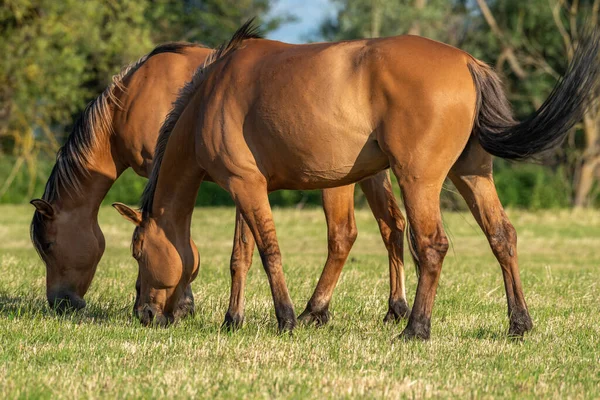 Koně Pastvině Francouzském Venkově Jaře — Stock fotografie