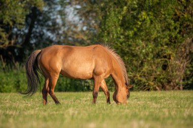 Fransız kırsalında baharda çayırdaki atlar