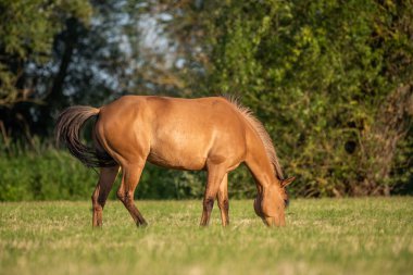 Fransız kırsalında baharda çayırdaki atlar