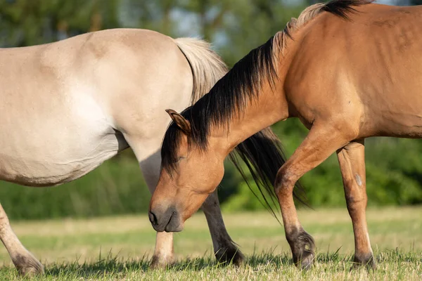 Fransız kırsalında baharda çayırdaki atlar