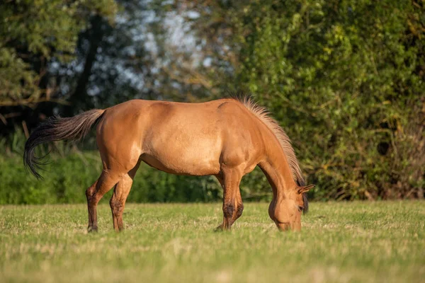 Fransız kırsalında baharda çayırdaki atlar