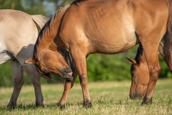 Fransız kırsalında baharda çayırdaki atlar
