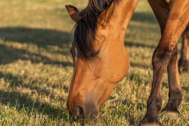 Fransız kırsalında baharda bir çayırda at portresi