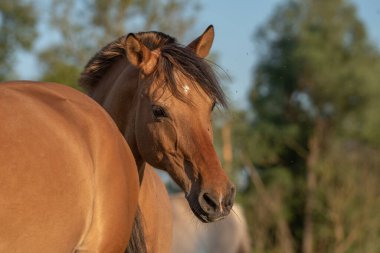 Fransız kırsalında baharda çayırdaki atlar