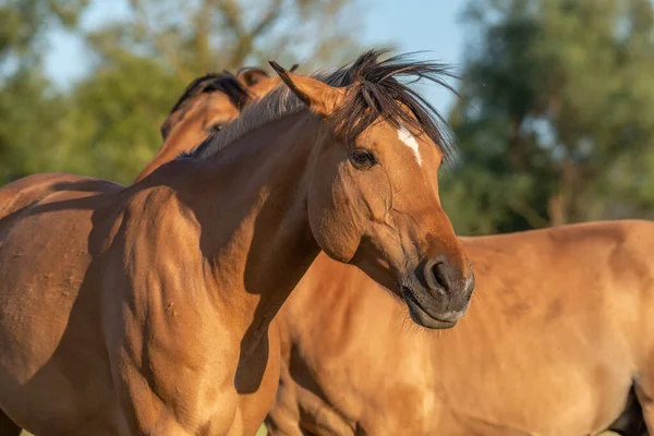 Fransız kırsalında baharda çayırdaki atlar