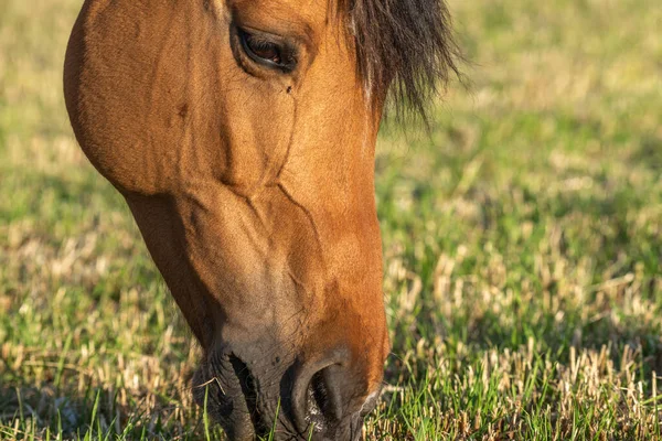 春天在法国乡间的牧场上的马像 — 图库照片