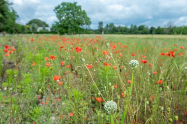 Baharda Fransa 'da bir köyde gelincik çiçeği