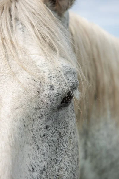 Fransa Bir Köyde Bir Çayır Atında Taslak Var — Stok fotoğraf