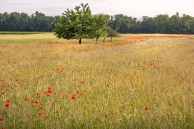 Baharda gelincik çiçekli tahıl tarlası