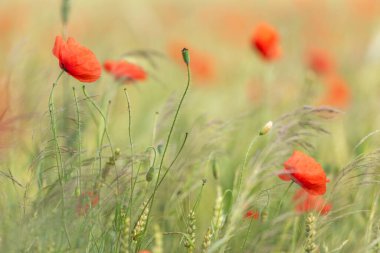 Baharda gelincik çiçekli tahıl tarlası