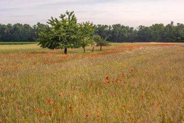 Baharda gelincik çiçekli tahıl tarlası